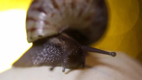 Snail on the mushroom Stock Footage 91178739