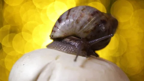 Snail on the mushroom Video stock 91178776
