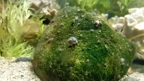 Snail in my aquarium Stock Footage 243469217