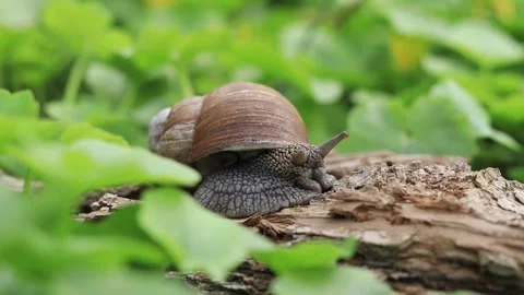 Snail in nature, close-up shot with selective focus Stock Footage 187147988