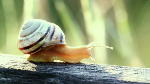 Snail in the nature Vídeo Stock 39124738