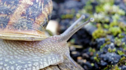 Snail on the nature Stock Footage 40081155