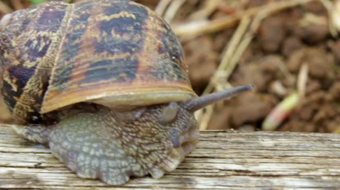 Snail on the nature Stock Footage 40081817