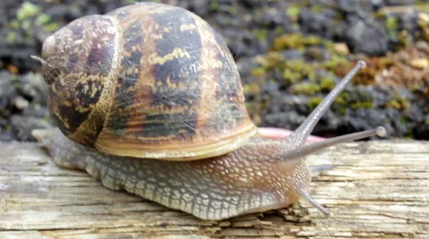 Snail on the nature Stock Footage 40082093