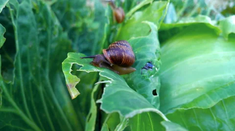 Snail in nature Stock Footage 68814627