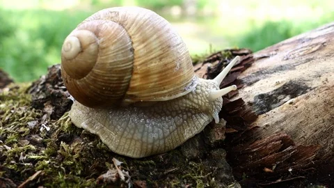 Snail in nature Stock Footage 107780842