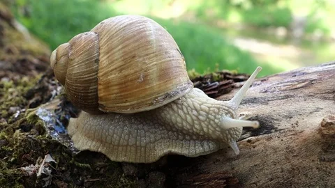 Snail in nature Stock Footage 107780895