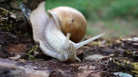 Snail in nature Stock Footage 107781013