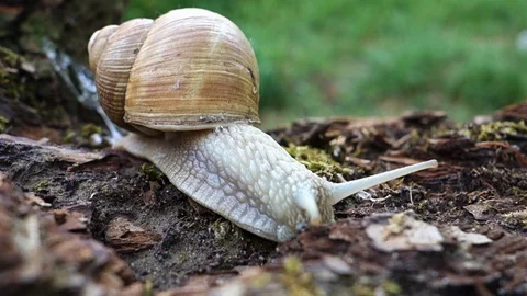 Snail in nature Stock Footage 107781081