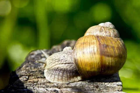 Snail in nature. Stock Photos
