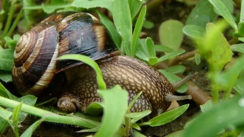 Snail in nature Stock Photos