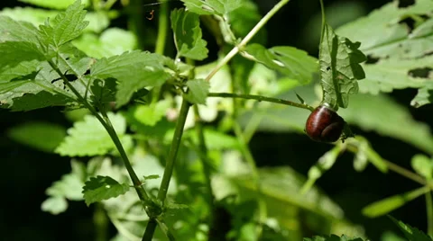 Snail on the Nettle in the Forest 動画素材 39932739