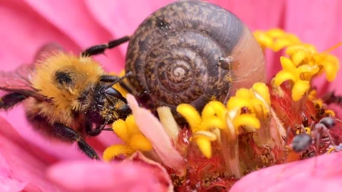 A snail next to a bumblebee and ant that feeds sitting on a zinnia flower. 스톡 동영상 248431197