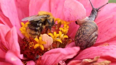 A snail next to a bumblebee that feeds sitting on a zinnia flower . 스톡 동영상 248431153