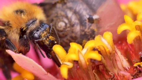 A snail next to a bumblebee that feeds sitting on a zinnia flower . Vídeos de archivo 248431359