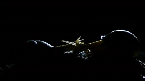 Snail at night Stock Footage 36663791