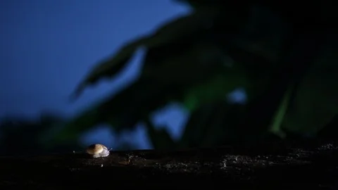 Snail in the night Stock Footage 105886081