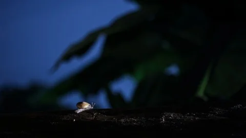 Snail in the night Stock Footage 107534409
