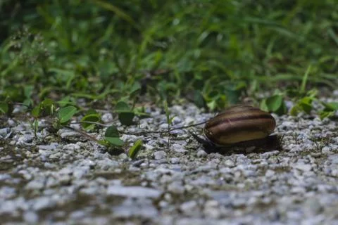 Snail at night Stock Photos
