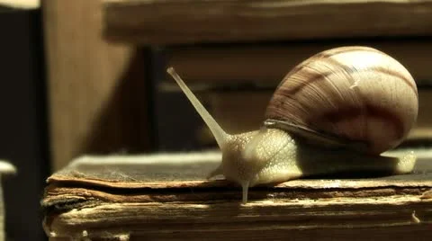 Snail on old book Vídeo Stock 11217004