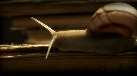 Snail on old book Stock Footage 11217196