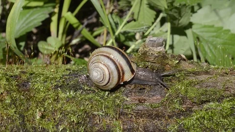 Snail on old log Stock Footage 103660170
