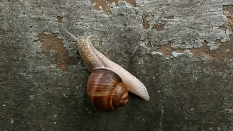 Snail on the old wall Stock Footage 201441984
