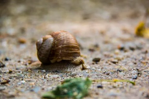 Snail is one of the slowest creatures Stock Photos