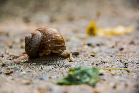 Snail is one of the slowest creatures Stock Photos