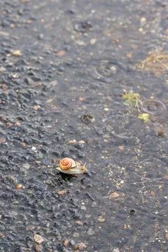 Snail on the Open Road Stock Photos