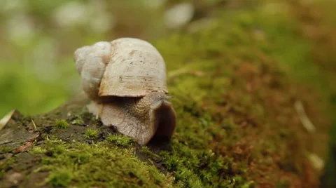 Snail opening eyes in forest 動画素材 61320721