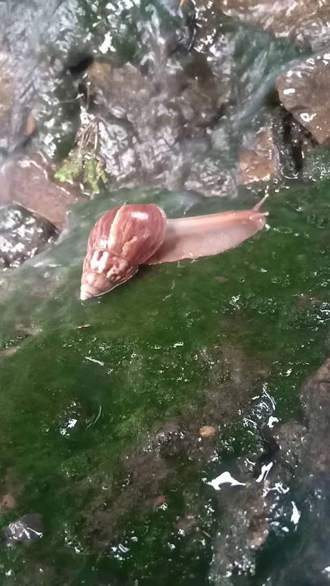 Snail or forest snail Video stock 221401194