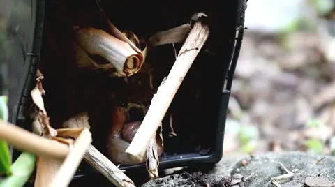 Snail or Slug inside the Pot Stock Footage 8847317