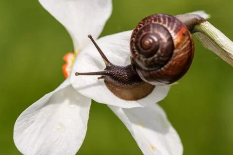 Snail ordinary. Close-up, blurred background. Snail on a flower. Macro mode.  Stock Photos
