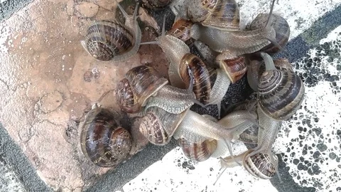 Snail orgy Vidéo 115533612