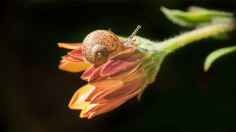 Snail on osteospermum 스톡 사진