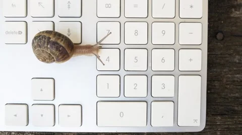 Snail over a keyboard Video stock 51696497
