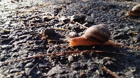Snail overcomes the barrier Stock Footage 99937089