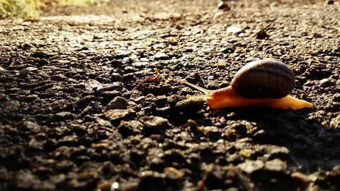 Snail overcomes the barrier Stock Footage 99937141