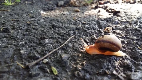 Snail overcomes the barrier Stock Footage 99937189