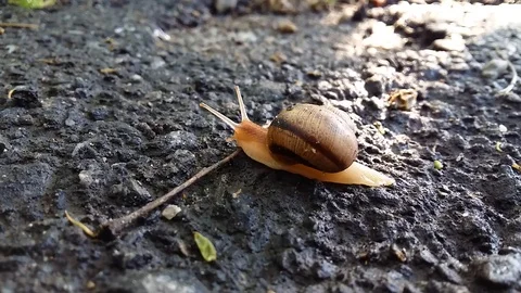 Snail overcomes the barrier Stock Footage 108900901