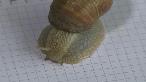 Snail on a page of a net notebook on a white background. Snail crawling on a  Stock Footage 309518623