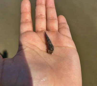 Snail on the Palm of the Hand Stock Photos