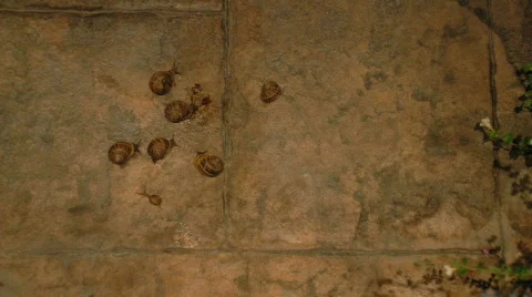 Snail Party Stock Footage