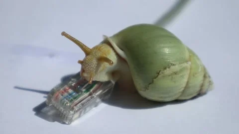 A snail passing through an internet network cable Stock Footage 331973275