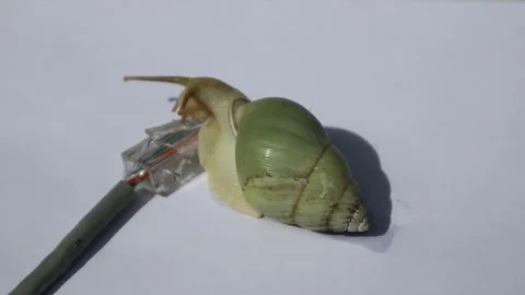 A snail passing through an internet network cable Stock Footage 331973278
