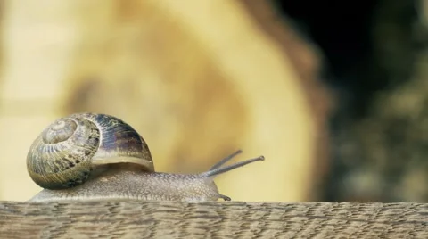 Snail passing by with wood background Video stock 51693387