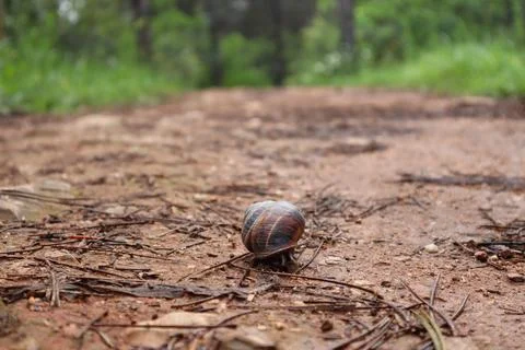 Snail on the path in the forest. After the rain. Stock Photos