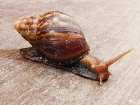 A Snail on Pathway! Stock Photos