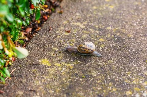 A snail with a patterned shell slowly crawls on a textured concrete path near Fotos de archivo